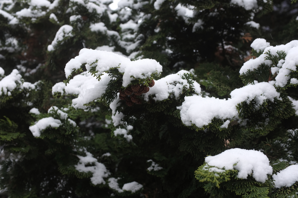 an evergreen tree covered in snow