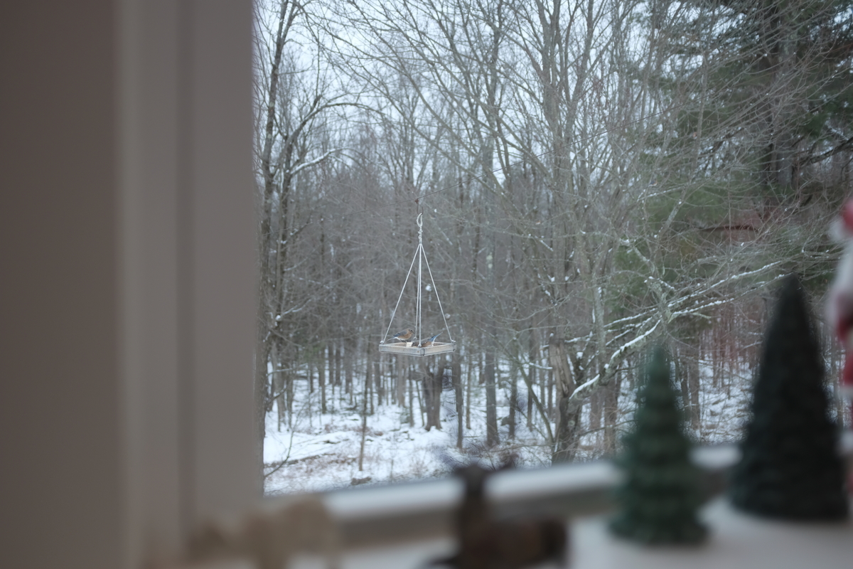 some birds on a feeder